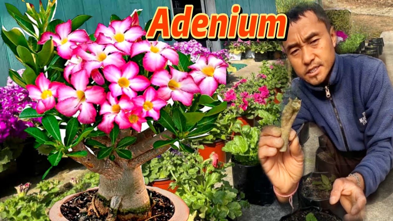 एडिनियम कसरी रोप्ने होला🤔मलाई जानकारी दिनुहोस है🙏 How to plant adenium🤔सुट गर्नै सकेन😪#flowers 