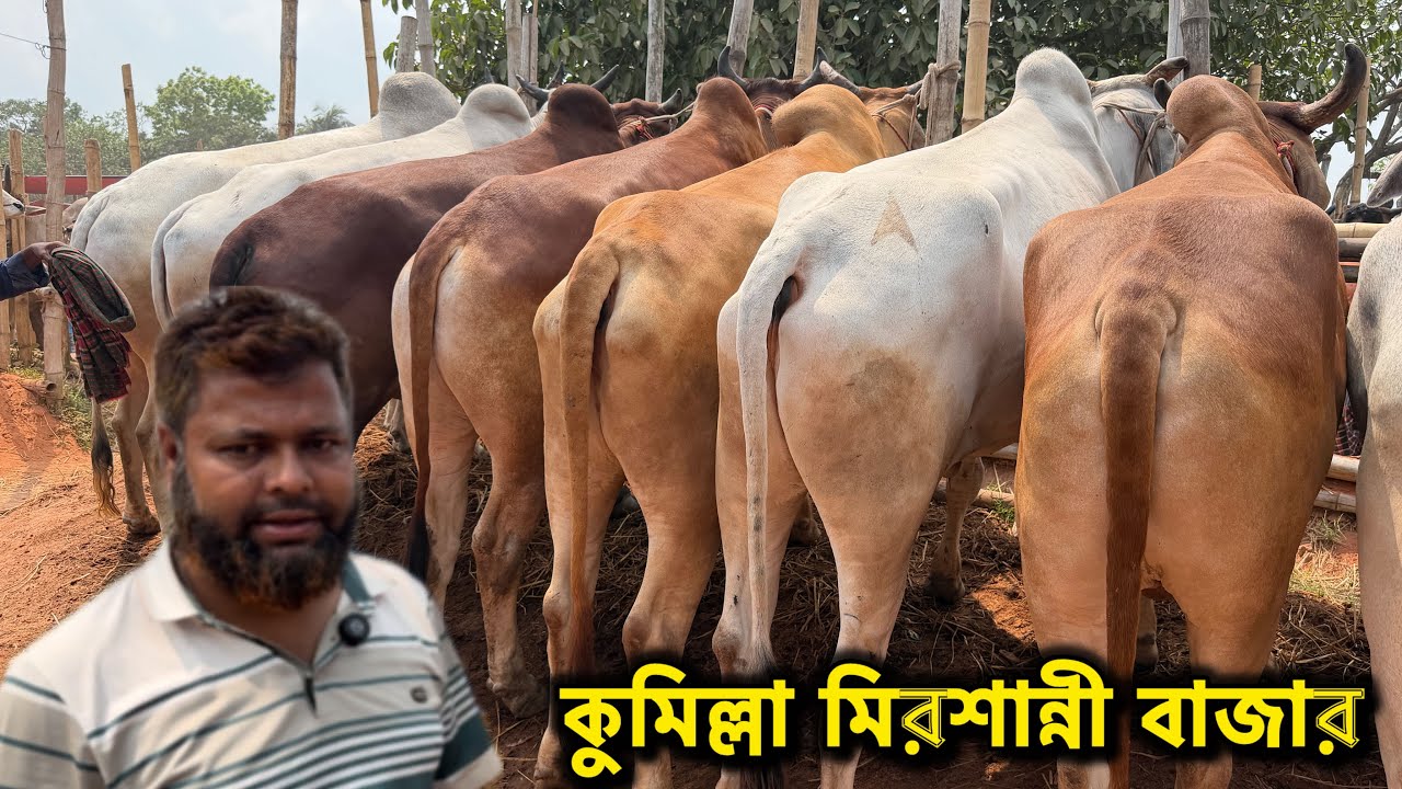 ৮ লাখ টাকা লাভ হইছে ।   ২০২৬ কোরবানি উপযোগী বলদ গরুর দাম জানুন মিরশান্নী বাজার থেকে। 