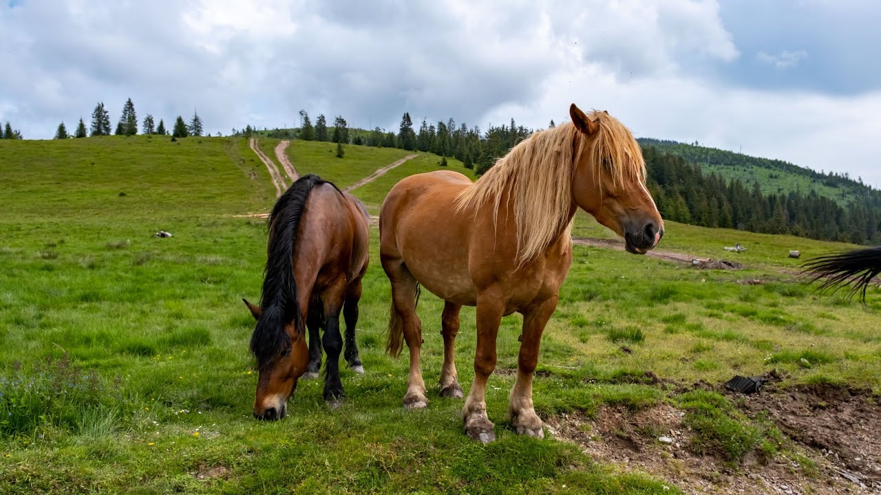 Rumunia - Munti Apuseni Galbena Arieseni Glavoi Padis - Hunedoara