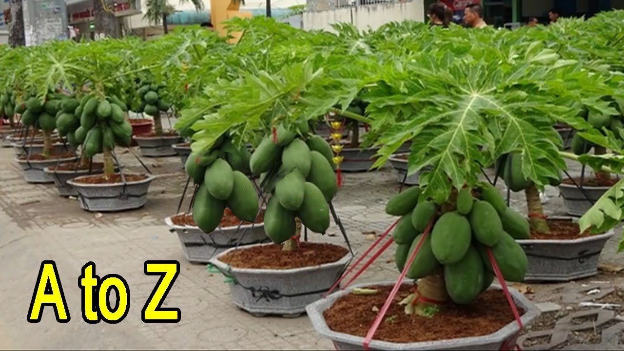 छत पर पड़े गमलो में लगाया मालामाल पपीता - how to grow papaya in Pot on Terrace
