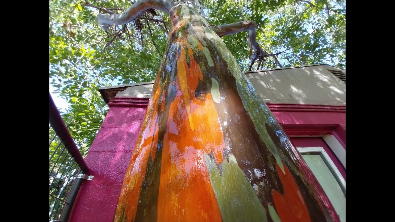 How to grow a RAINBOW Tree!  The most COLORFUL  tree in the world!