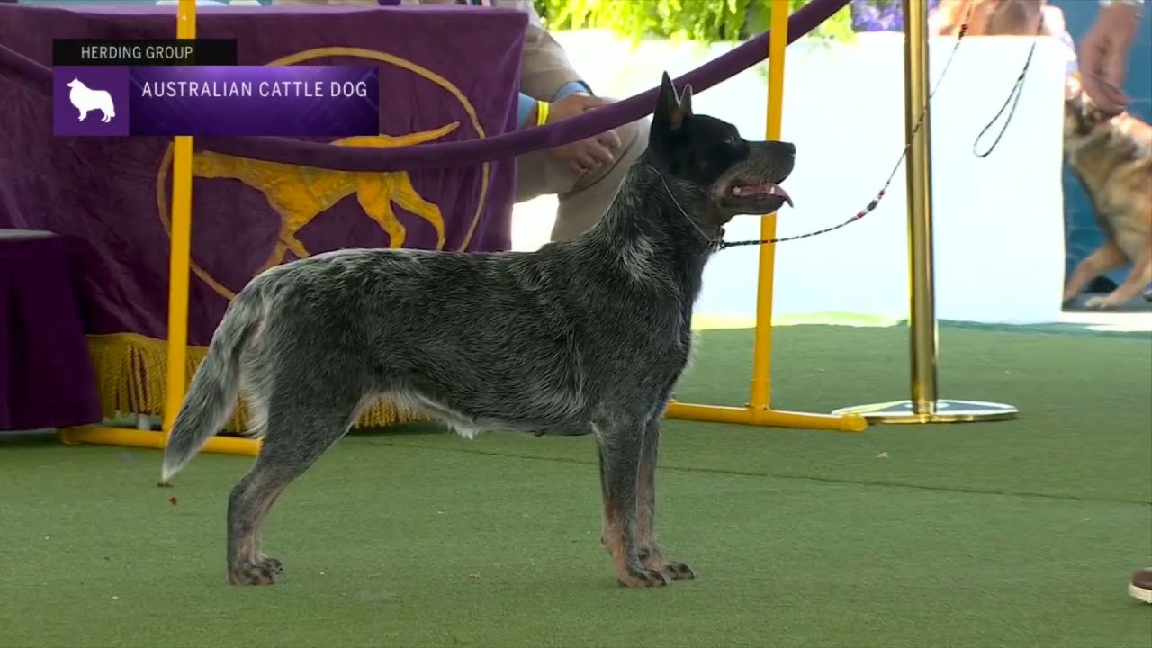 Australian Cattle Dogs | Breed Judging 2023