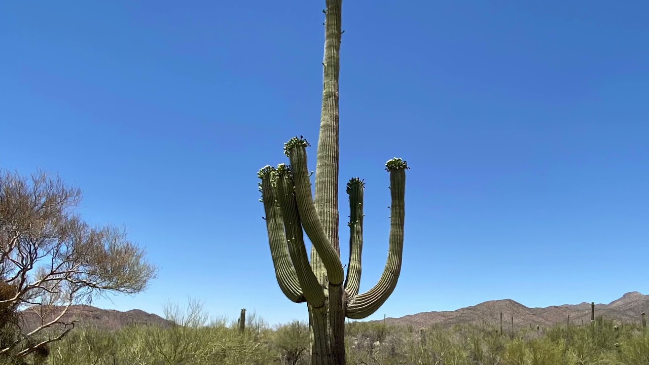 Saguaros