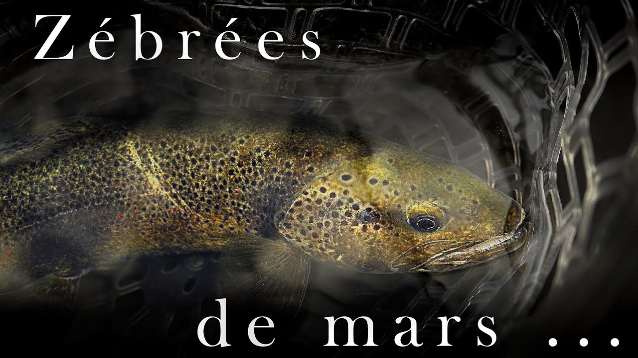 Truites Zébrées de Mars : Pêche en Tandem Sèche & Nymphe 🎣⚡