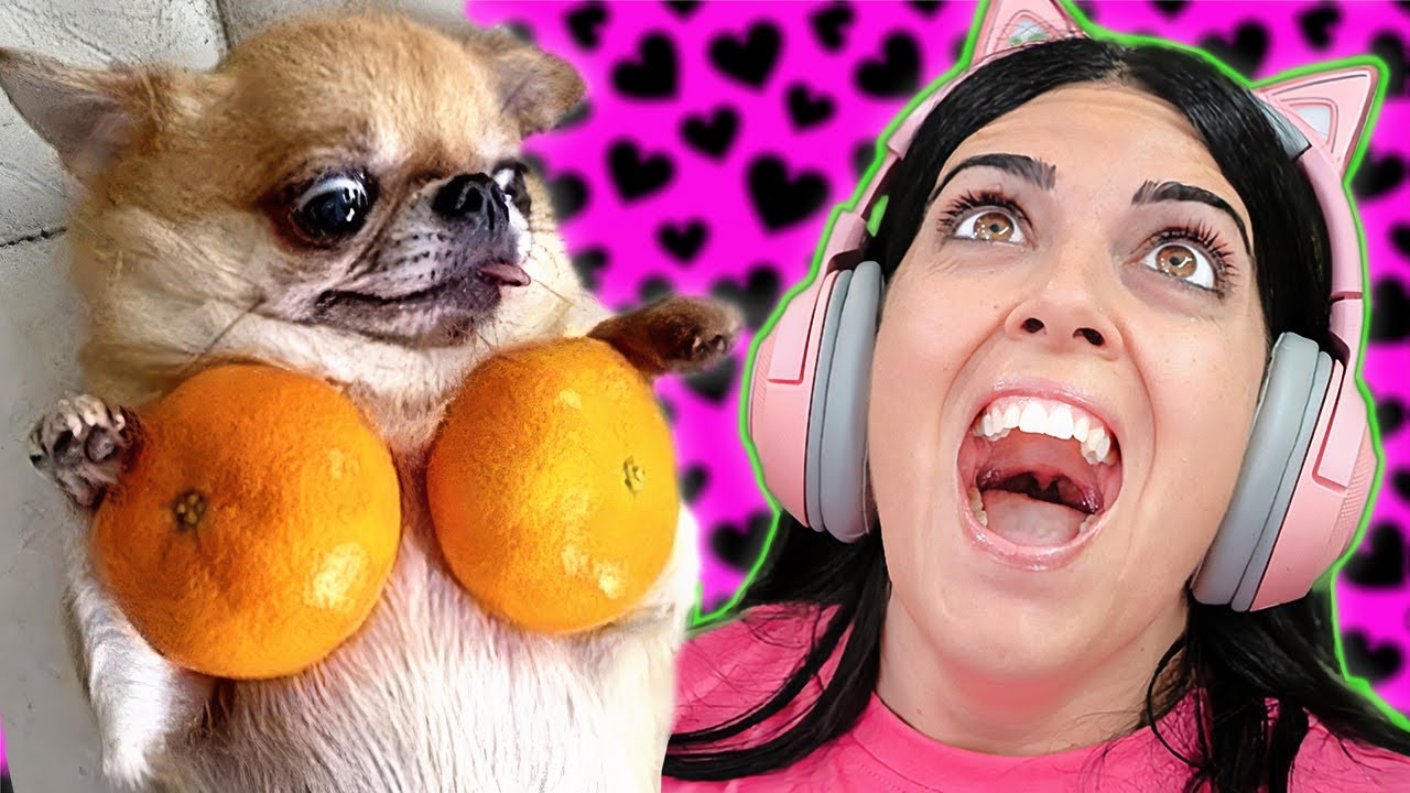 Los Animales más Graciosos
