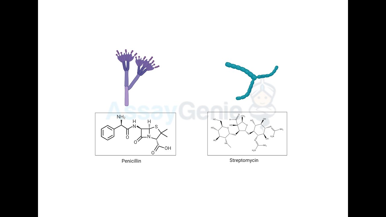 Penicillin vs. Streptomycin A Comparative Analysis. Streptomycin A Comparative Analysis