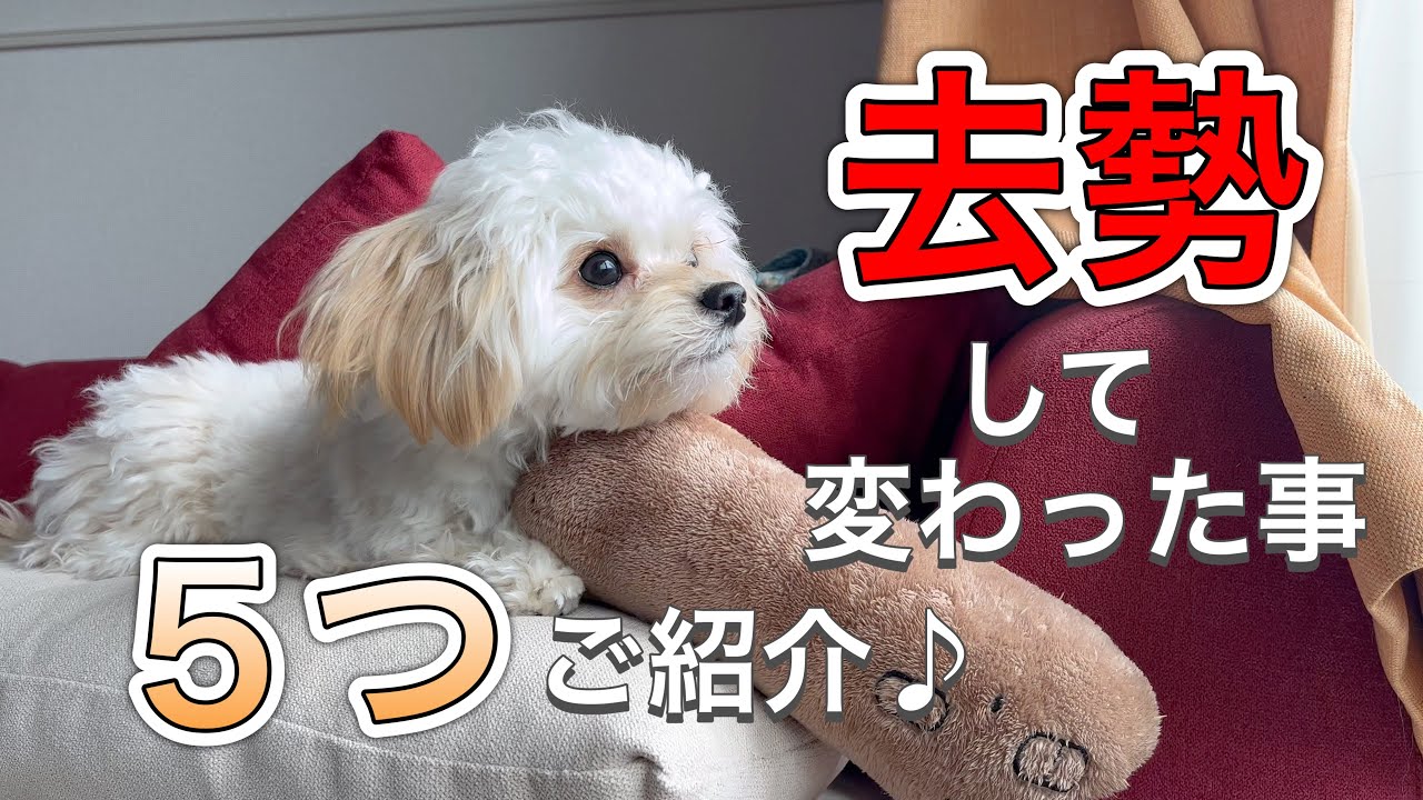 去勢したらこんなに変わるの！？悩みが一気になくなりました！【メリット・デメリットもご紹介！】