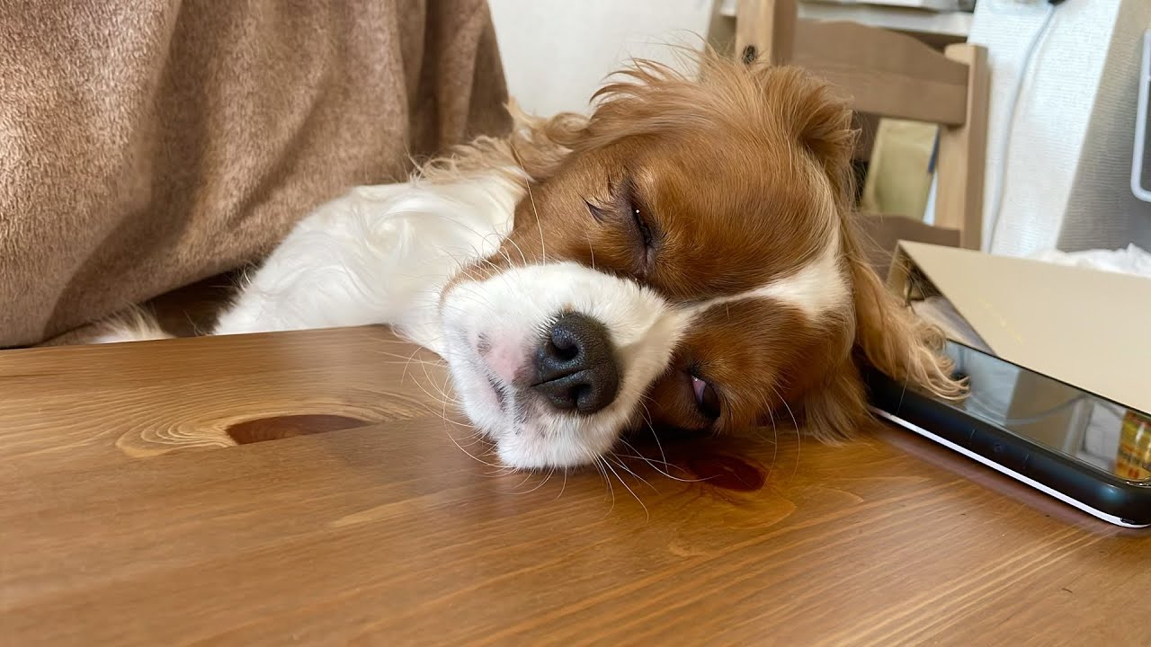 お散歩から帰ってきたら愛犬がこうなりました