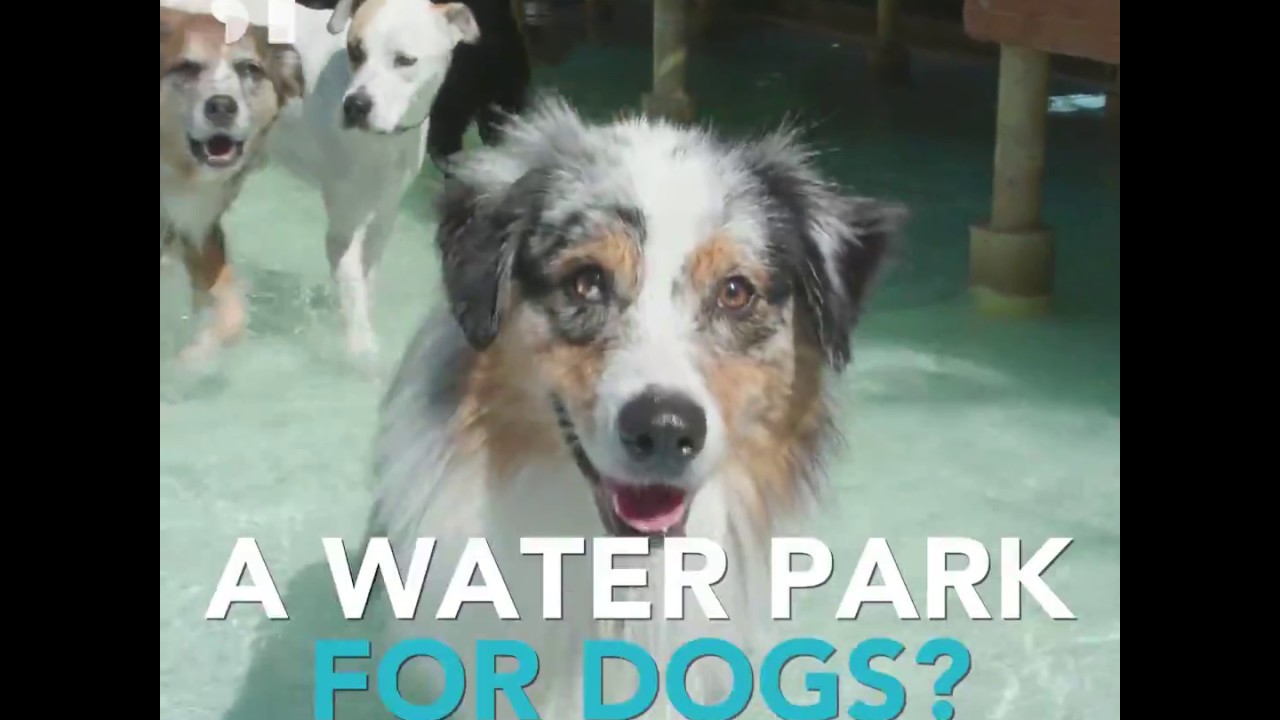 Paradise Ranch Pet Resort 2018 - Waterpark for Dogs!