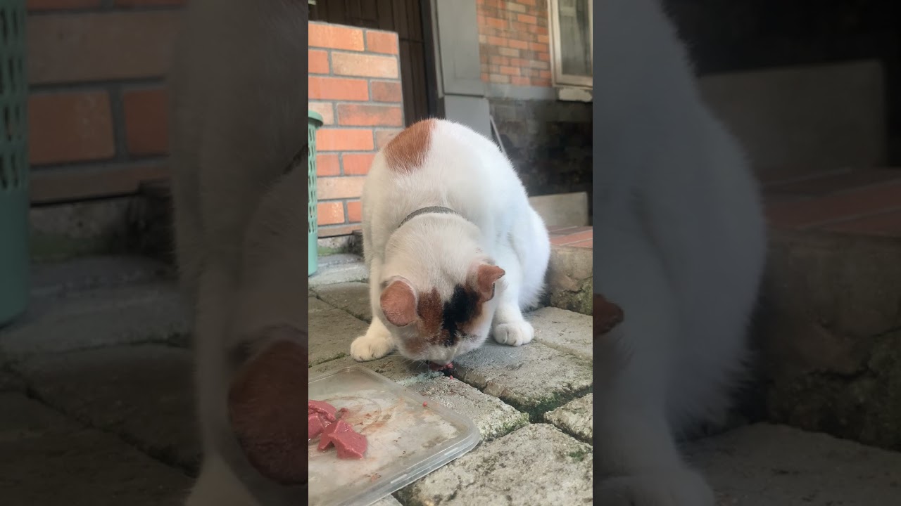 babi minta jatah pagi (2)