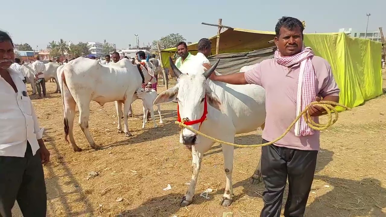 Pebbair cow market in Telangana | cow market in Pebbair market 