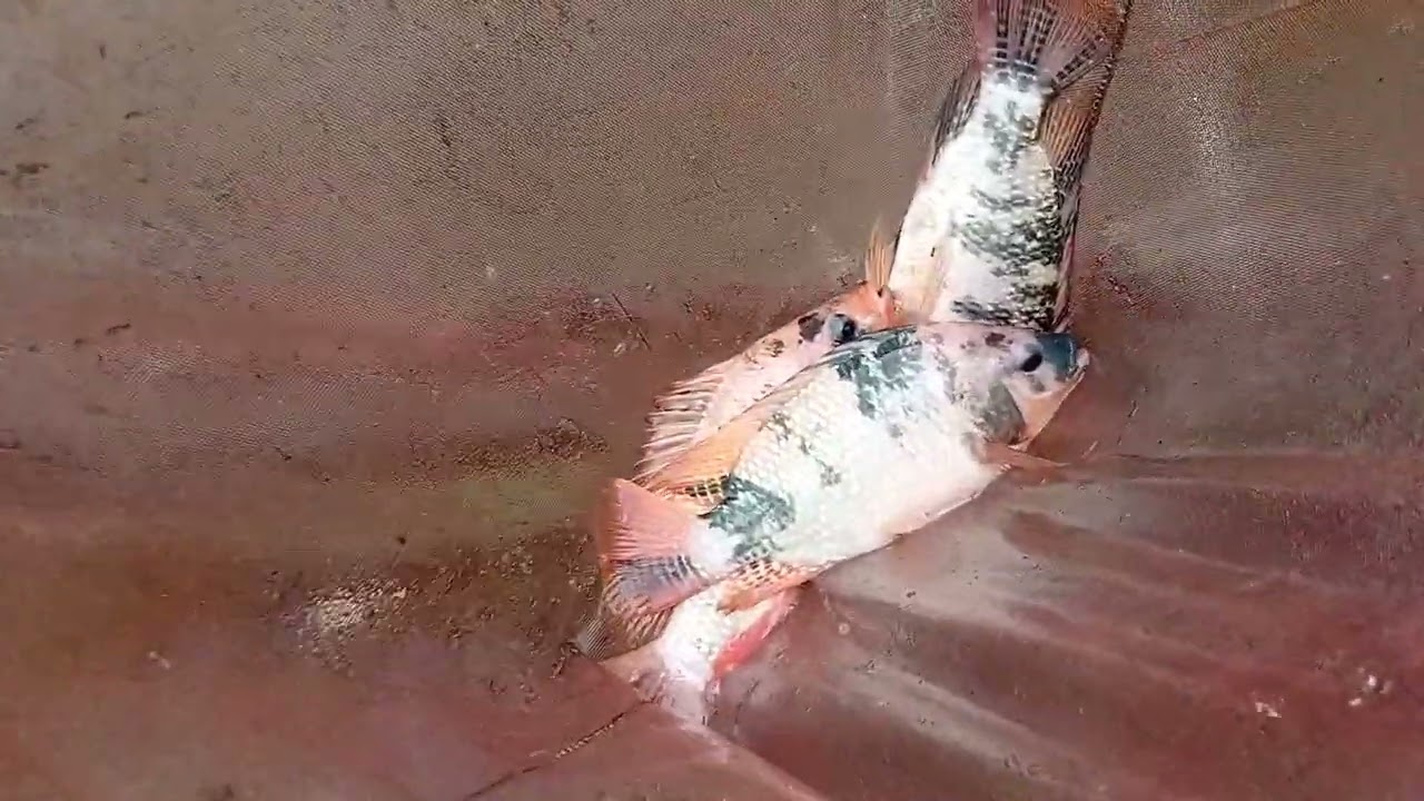 Ikan nila umur 6 bulan dari menetas 