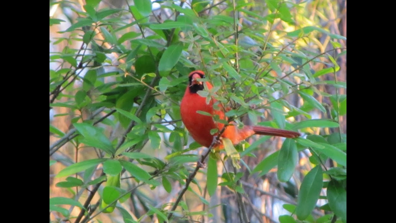 Northern Cardinal Calling - 4 different calls