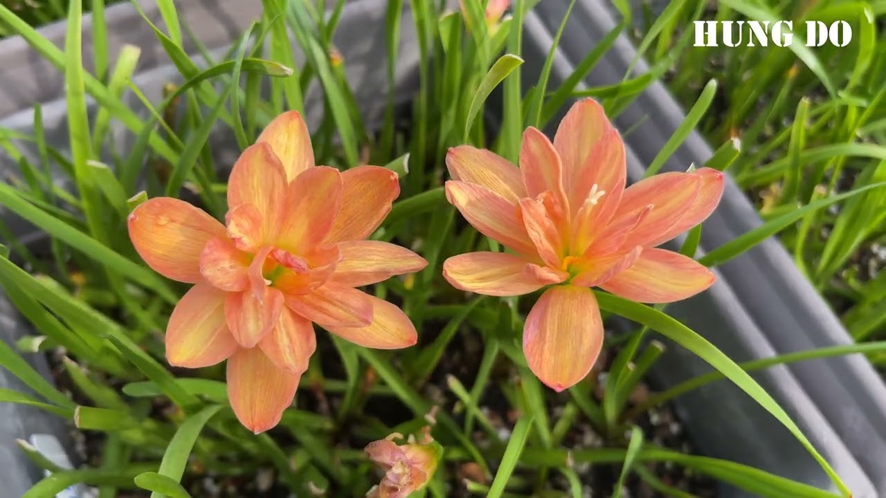 Hybrid Rainlily Flower HD115