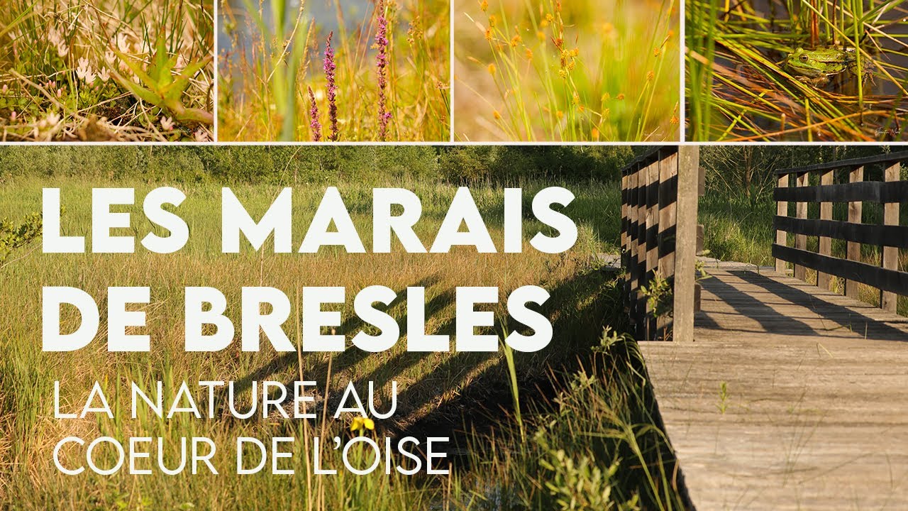 Les MARAIS DE BRESLES, la nature au coeur de l'Oise  #belleoise #oisetourisme