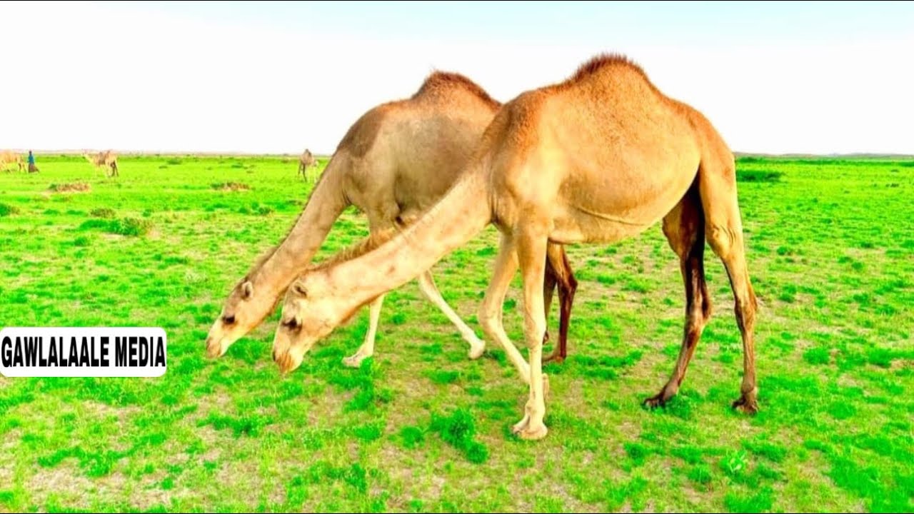 HAYE BARI RAGII YAAL JANNDHEER WARSAME JAAMAC