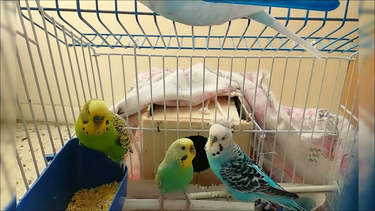 Sevimli Muhabbet Kuşları 🐦 🐦