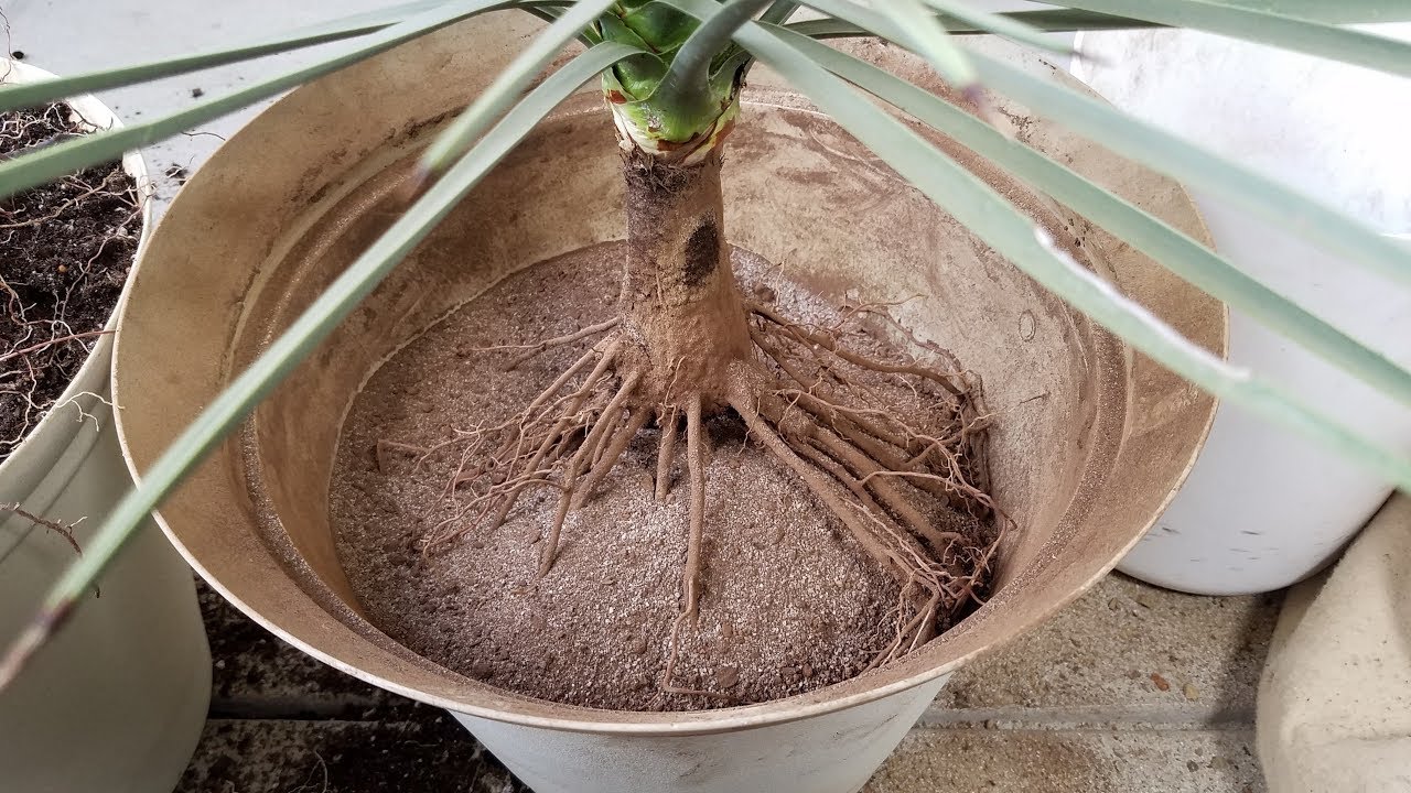 Growing Joshua Trees from Seeds, Years 3.7-4.2
