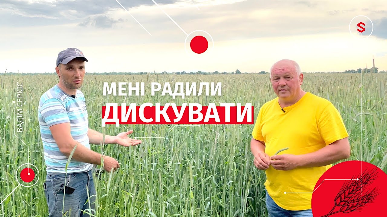 Жито сорту Оріана на Одещині