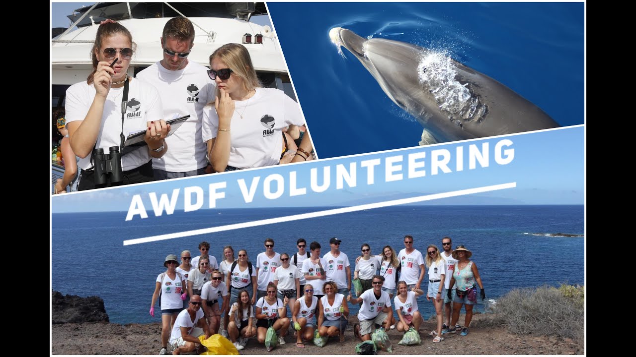 Volunteering at Tenerife&rsquo;s Atlantic Whale and Dolphin Foundation (AWdF)