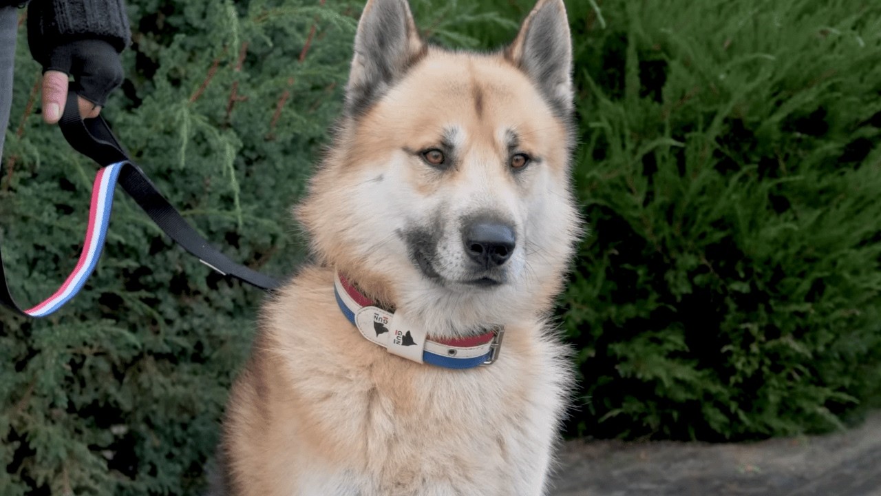 Chien Loup Tchécoslovaque x Groenlandais a frôlé la mort : Son histoire est incroyable !
