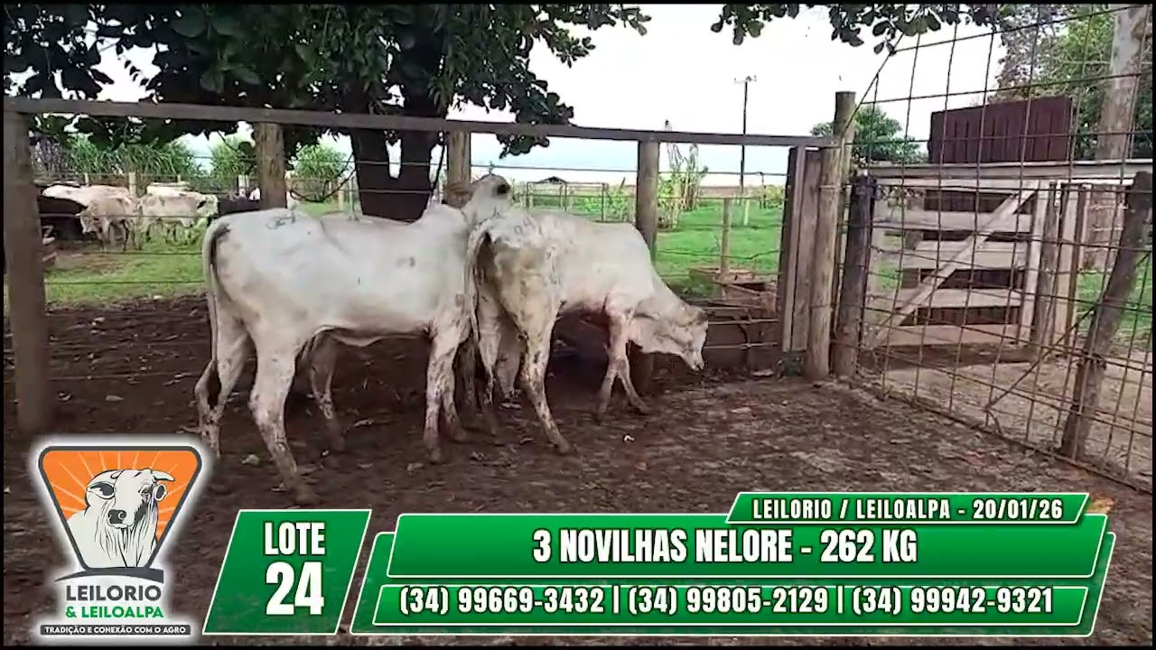 LOTE 24   3 NOVILHAS NELORE   262 KG - LEILORIO & LEILOALPA - 20/01/2026