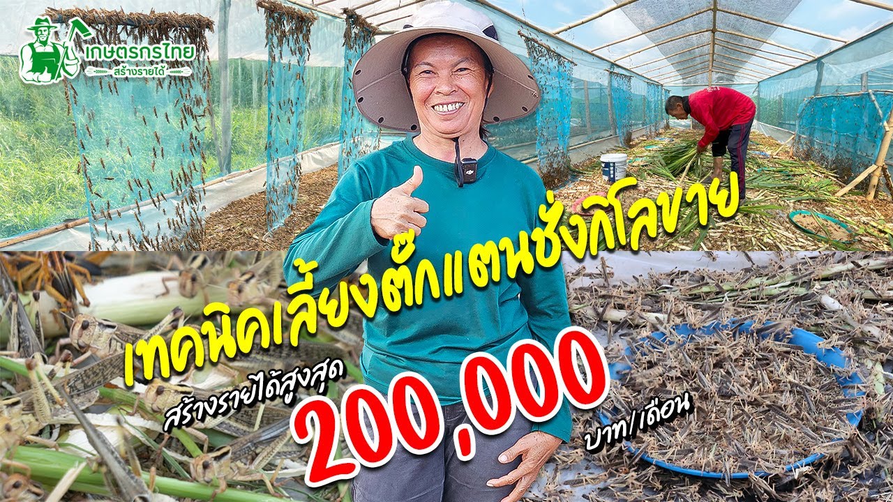 เทคนิคเลี้ยงตั๊กแตนแบบชั่งกิโลขาย สร้างรายได้หลักแสนต่อเดือน#เลี้ยงตั๊กแตน #สร้างรายได้ #อาชีพมาแรง