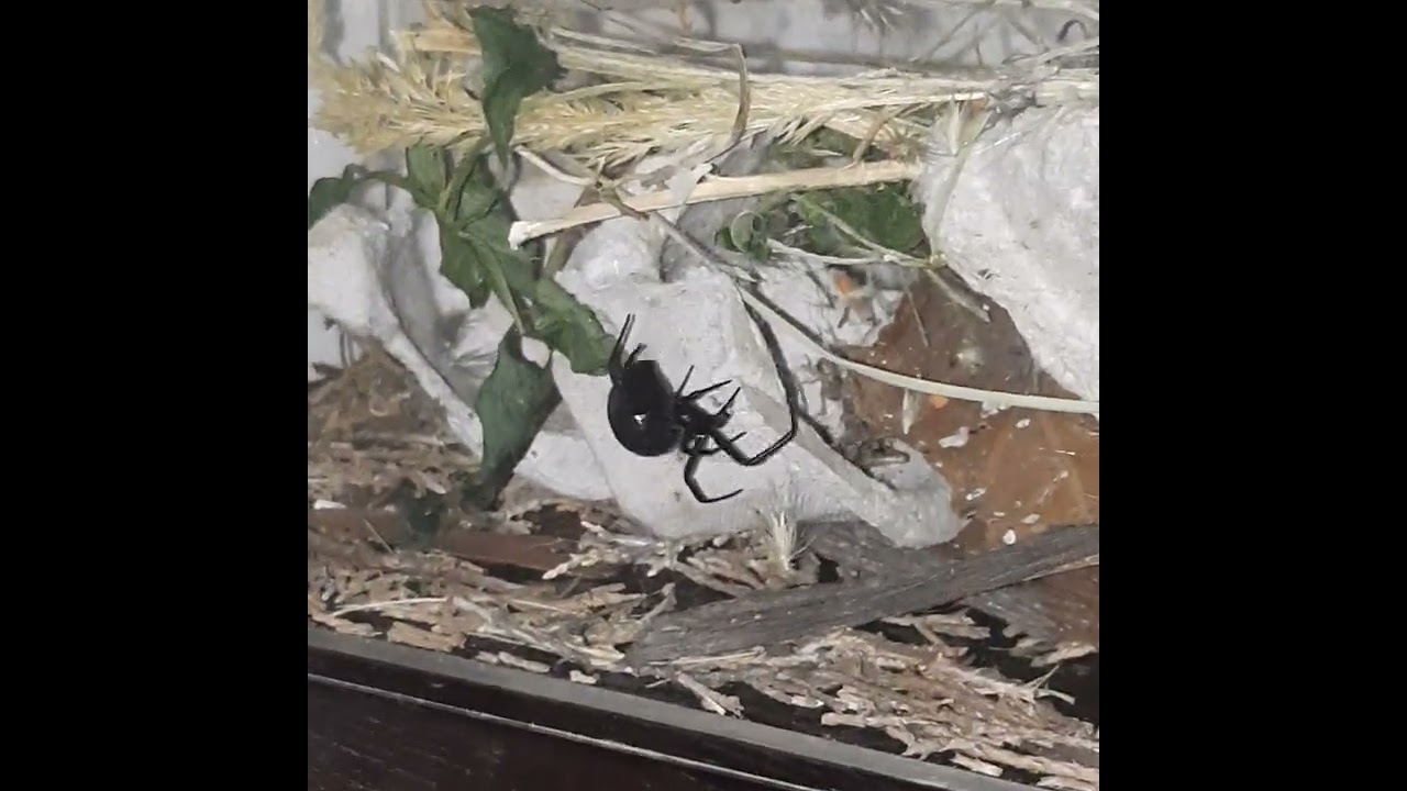 Doris Night making her new web. #blackwidowspider