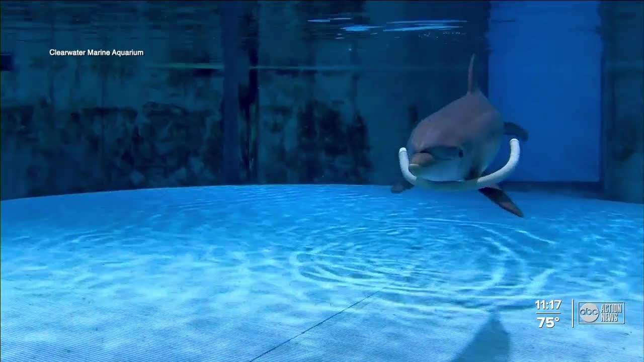 Clearwater Marine Aquarium welcomes new rescued dolphin Apollo