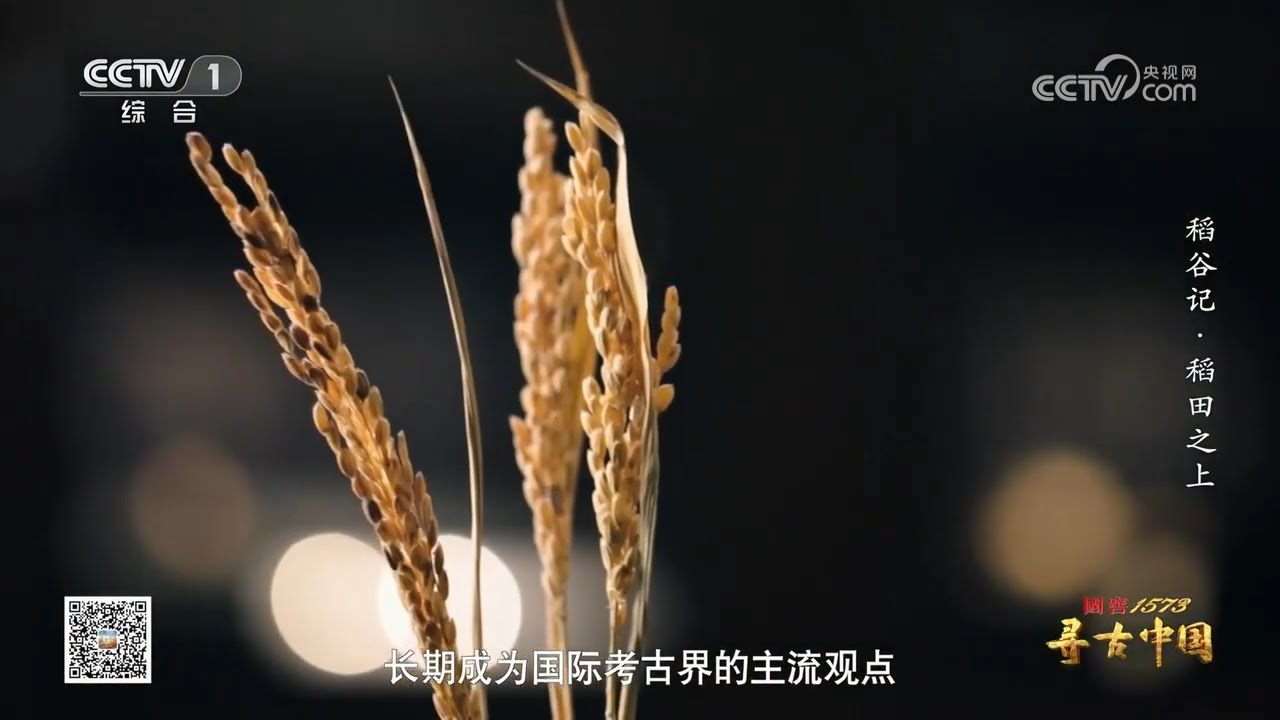水稻起源的战争：印度还是中国？近年来 起源地之争尘埃渐定！&mdash;&mdash;稻谷记&middot;稻田之上1《寻古中国》| 中华国宝