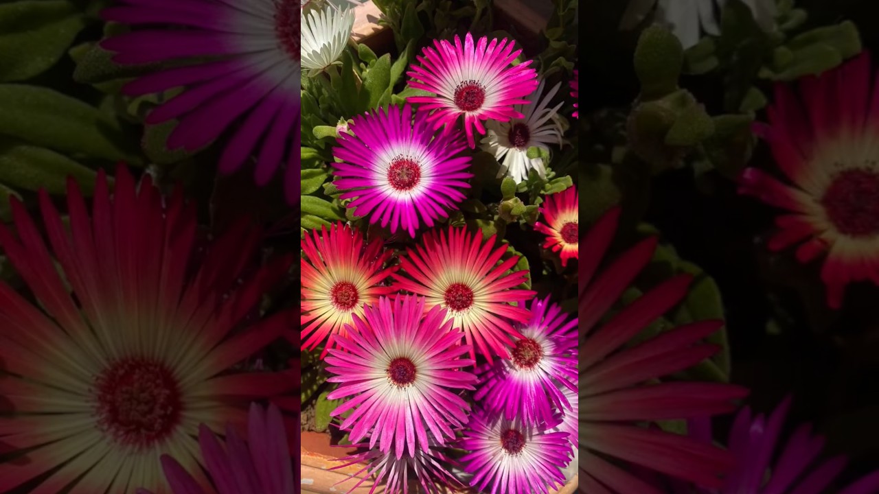 💮Ice plant💮 