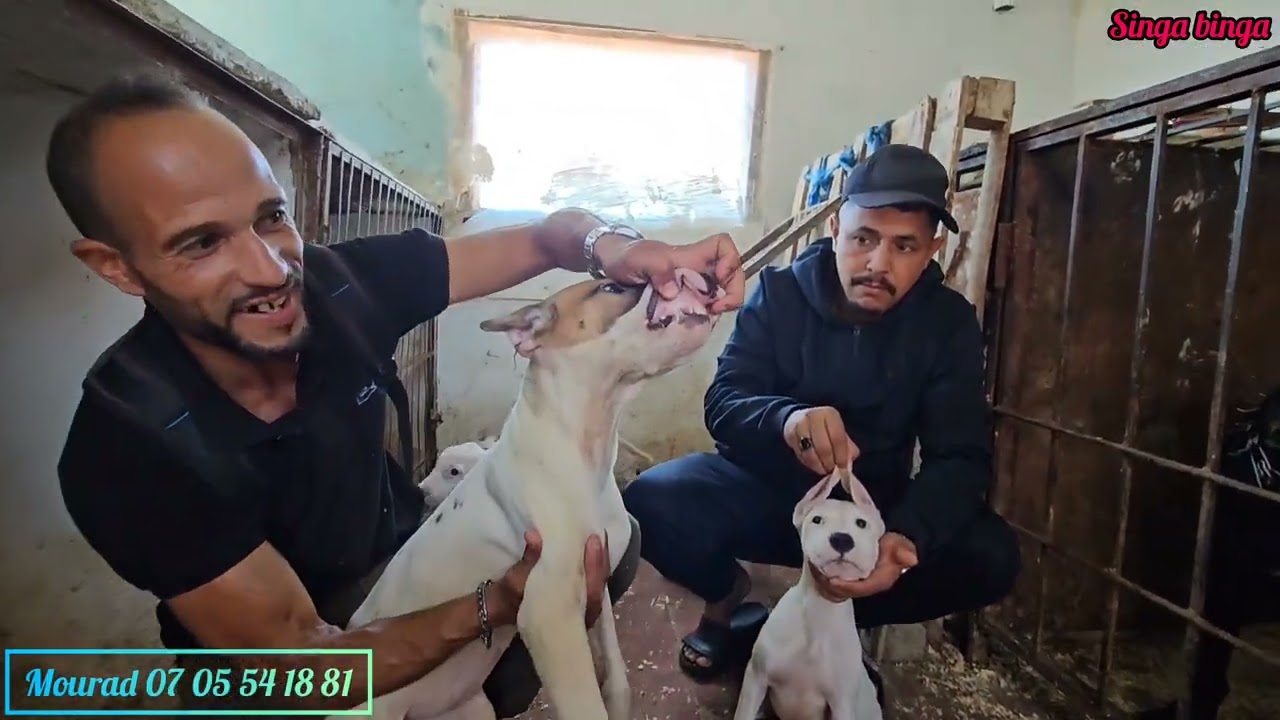 نعم  ياسادة صدق او لا تصدق الوحوش العمالقة الرعب ممنوع علي قلوب الضعيفة واثمني جدا مناسب مع بطل مراد