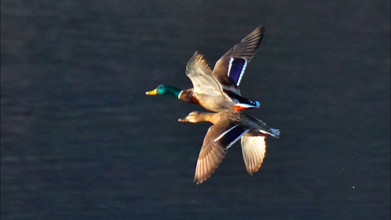 ミサゴ撮影地でミサゴ以外の野鳥