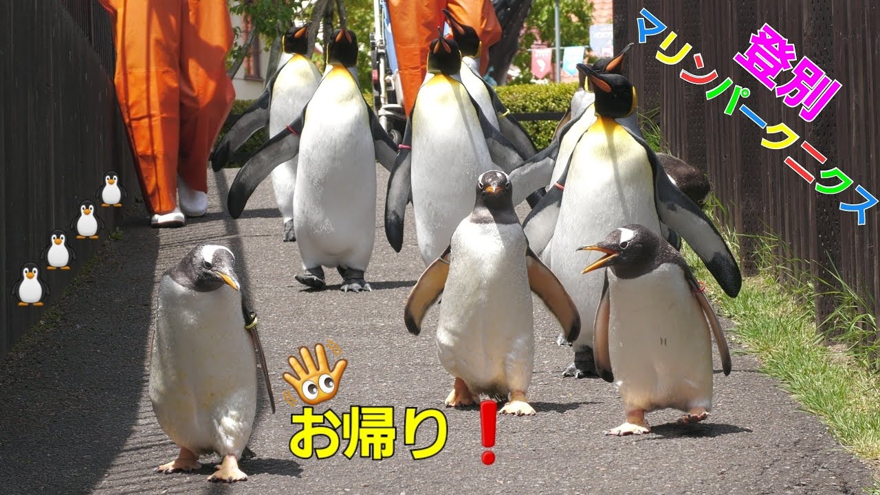 Panasonicデジタル4Kビデオカメラ🐧ペンギンちゃんマニア必見‼️【登別マリンパークニクス】ジェンツーペンギン・キングペンギン リアルガチ映像💖