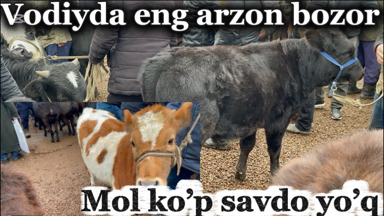 🛑🐄 Vodiyda arzon bozorni topdim Pop g’urumsaroy mol bozori 