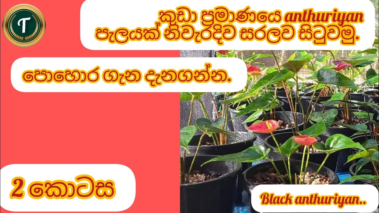 let's plant a small anthuriyan plant easily an simply. @ black anthuriyan. @😍😍