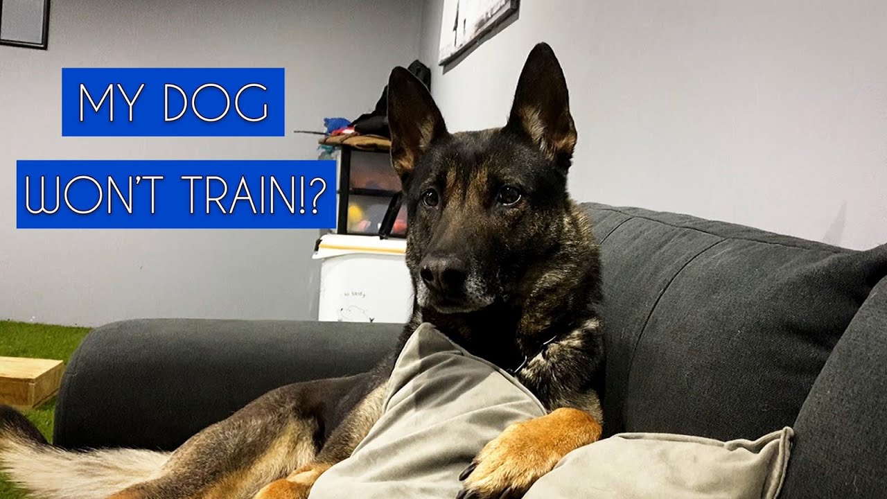My Dog Won't Train | DailyGray 156
