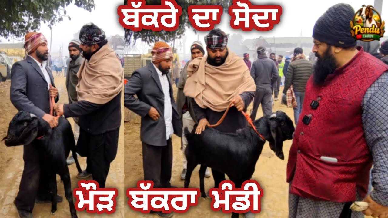 ਬੱਕਰੇ ਦਾ ਸੋਦਾ Maur Bakra Mandi @PenduFarm  #live_sauda #goatfarm #rajudirba #najir @RajuGoatFarm 