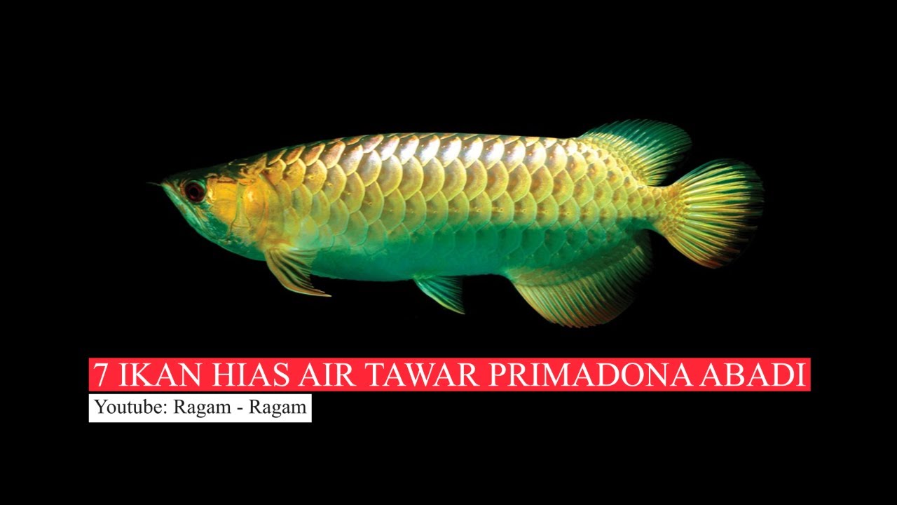 7 IKAN HIAS AIR TAWAR PRIMADONA ABADI