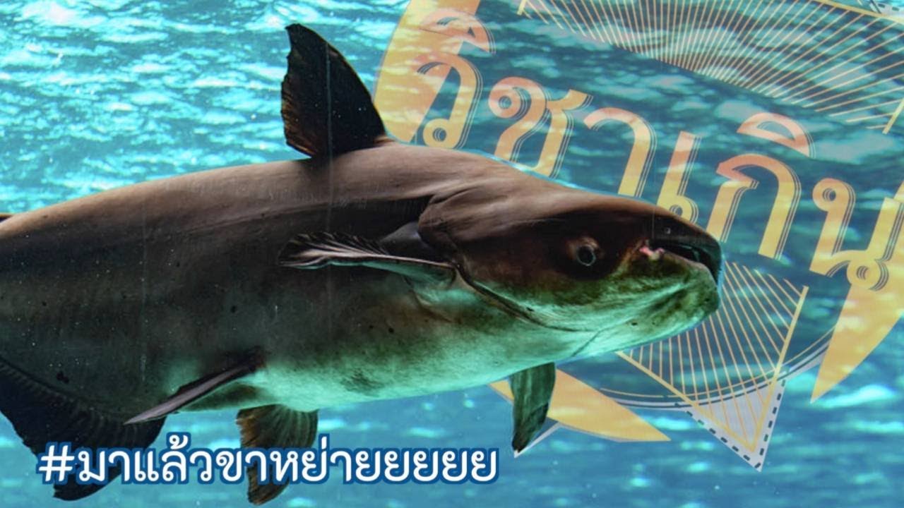 Документальный фильм: Наука за пределами мира [сезон 5] серия 13 «Большой сом» #науказапределамимира