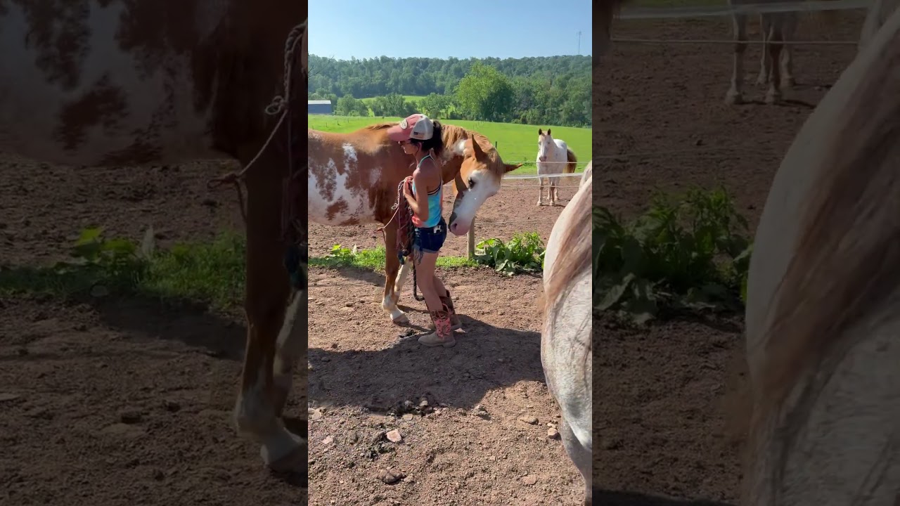 How a Horse Grooms a Human