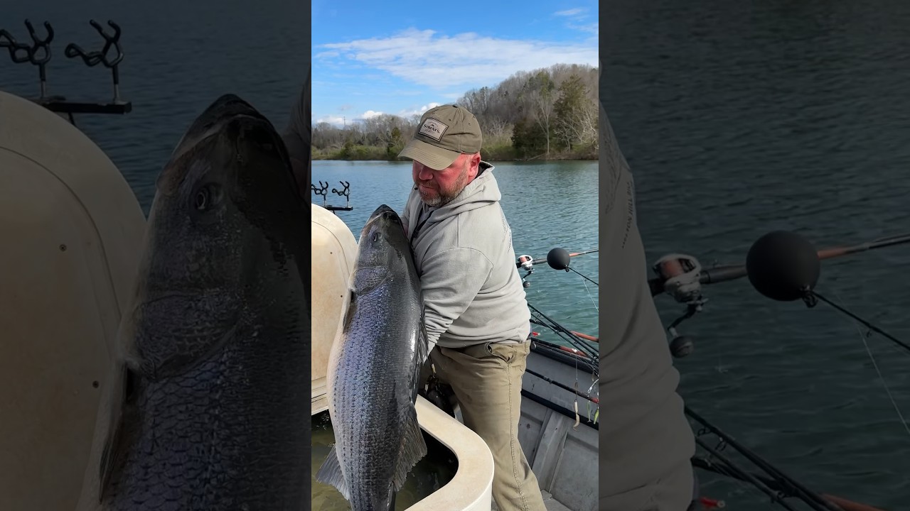60 lb striper caught and released in Tennessee #trophyfish #stripedbass #fish #tennessee #foryou