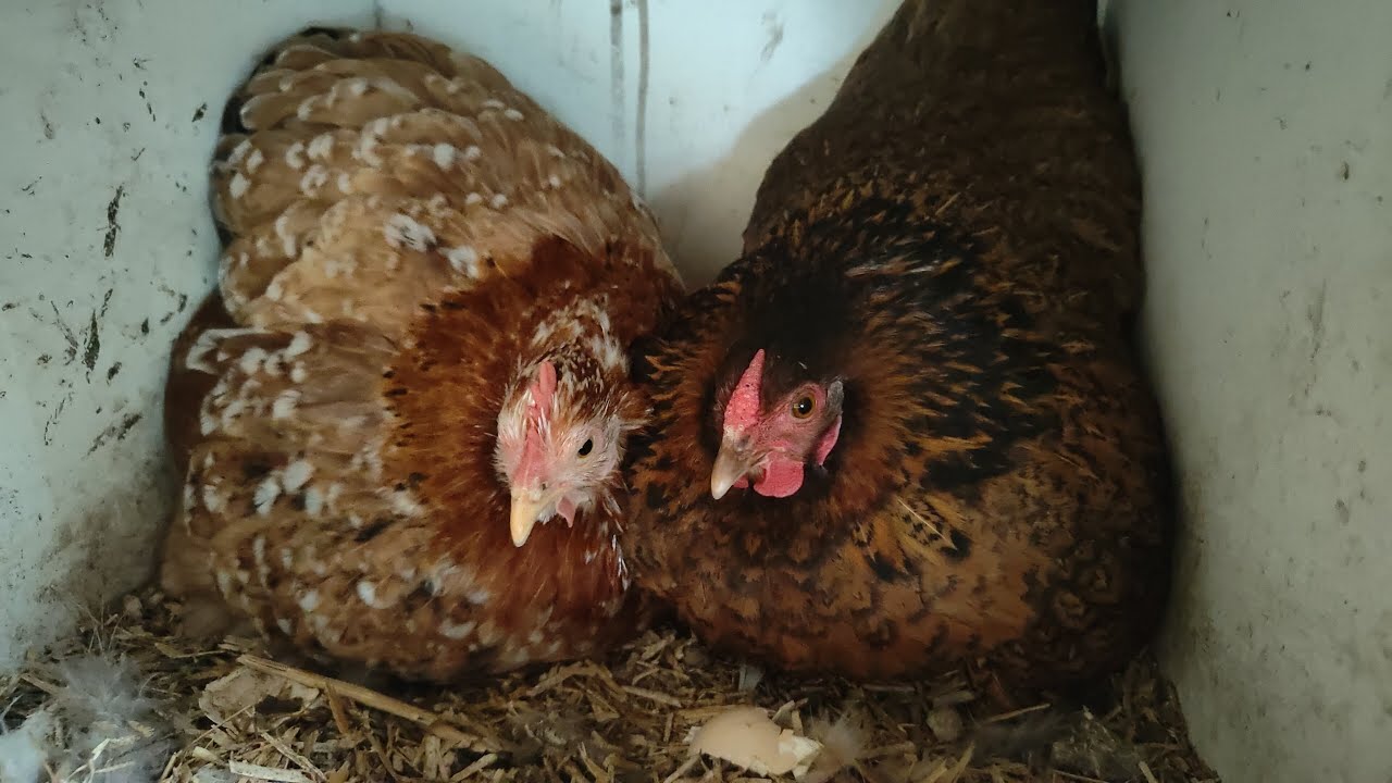 Levert samen broeden ook meer kuikentjes op??