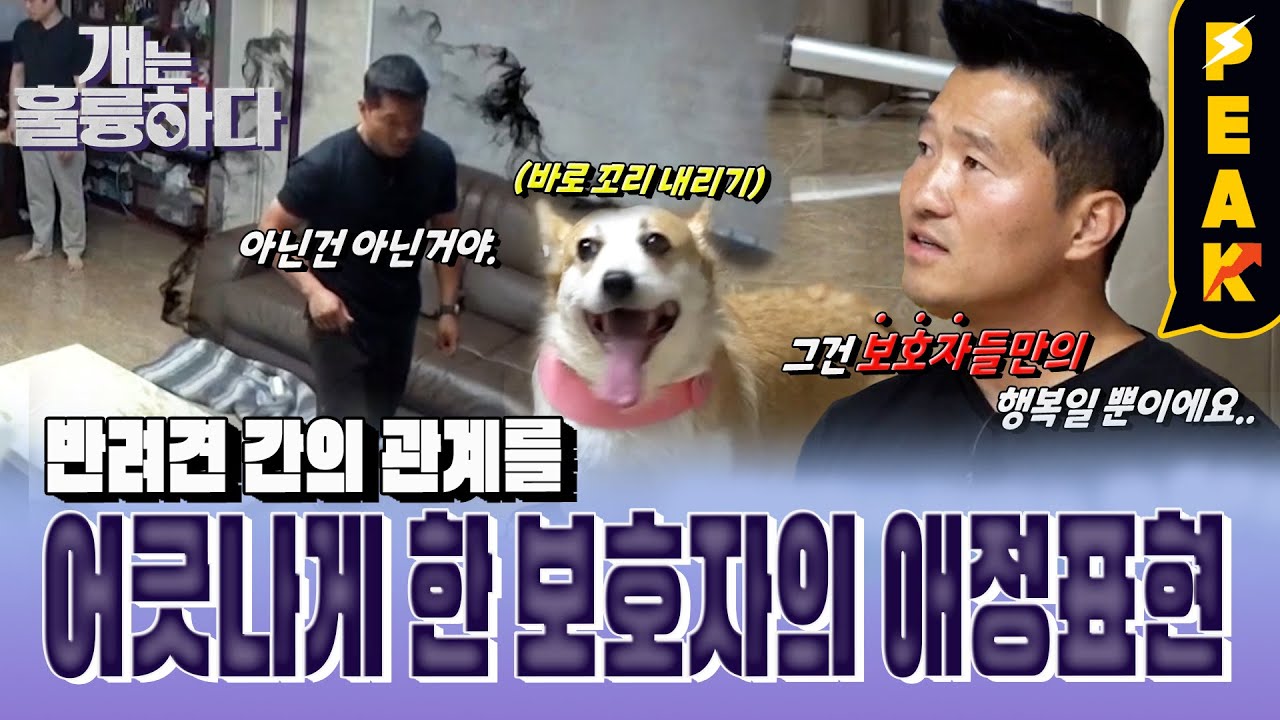 [#피크타임] 반복된 공격과 잘못된 애정 표현이 쌓이면 얌전한 반려견도 변할 수 있다?! 싸움꾼 모녀견 맞춤형 솔루션! | KBS 230710 방송