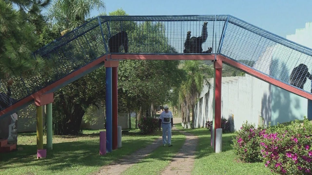 A sanctuary for traumatized chimps in Brazil