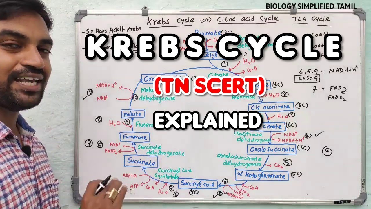 Krebs cycle in tamil | TNSCERT | Senthilnathan
