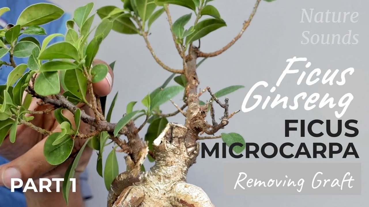Naturalizing Grafted Ficus Ginseng, Ficus Microcarpa, Part 1, July2022