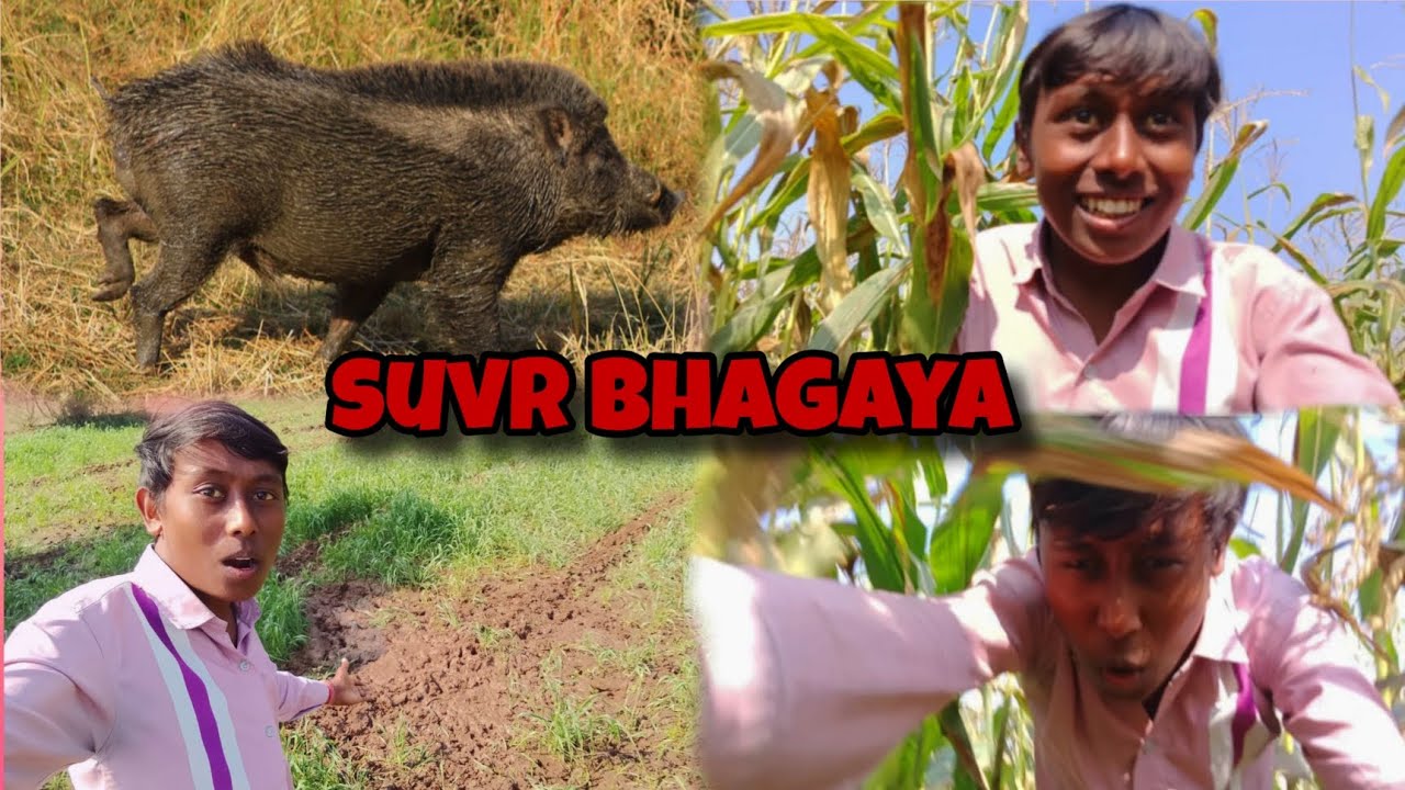 सुवर भगाने गया 🫢 #viral #viralvlogs #funnyvlogs 