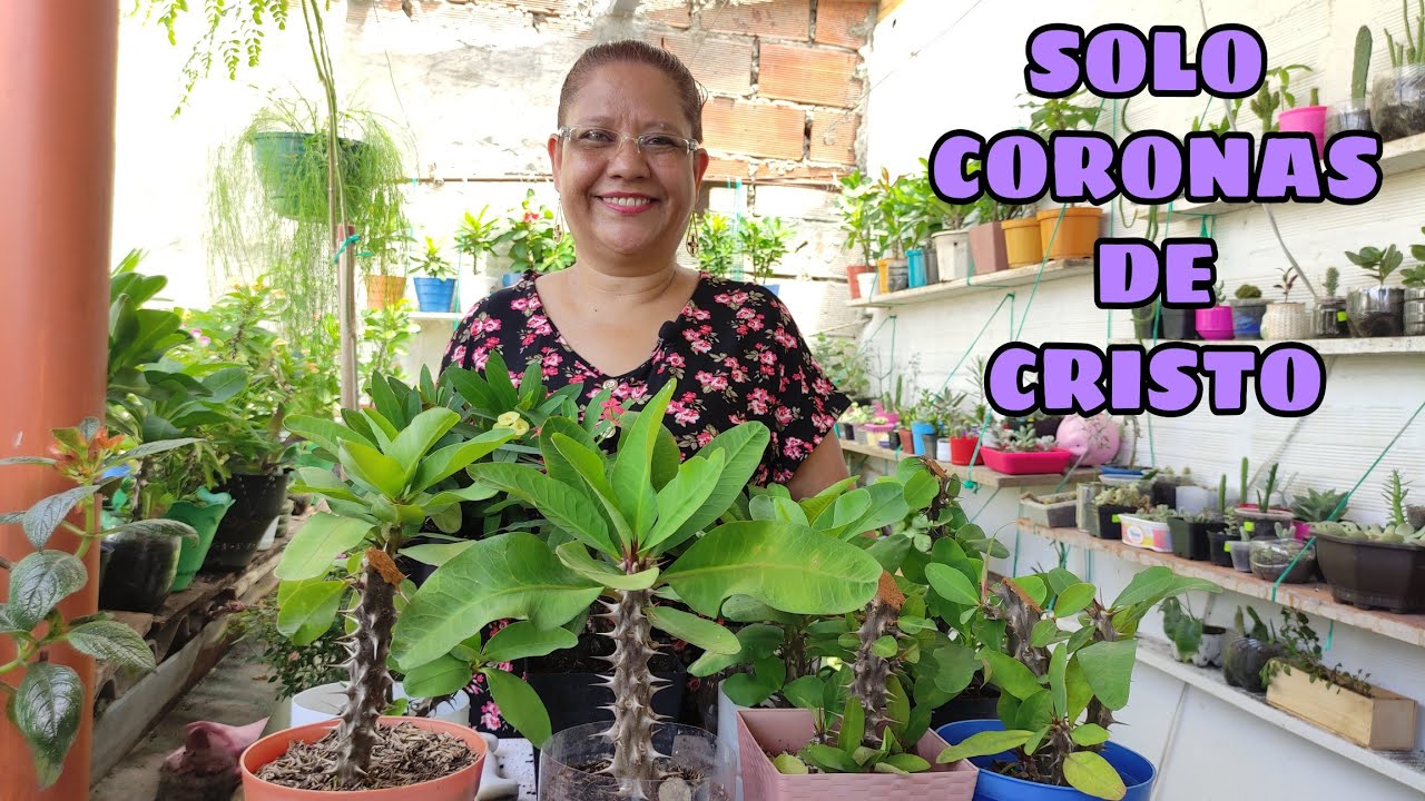 VOLVIMOS CON LAS CORONAS DE CRISTO CORTE Y REPRODUCCIÓN