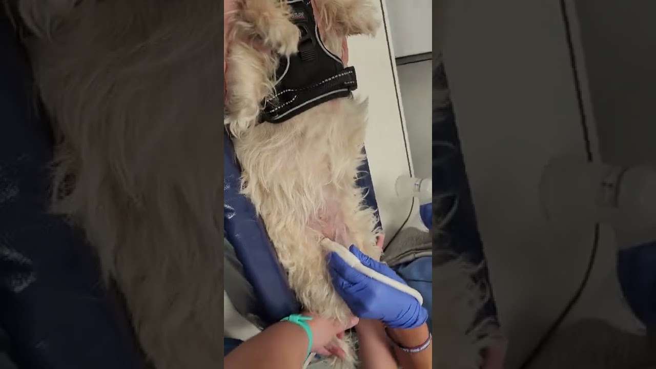 Cystocentesis on a Dog
